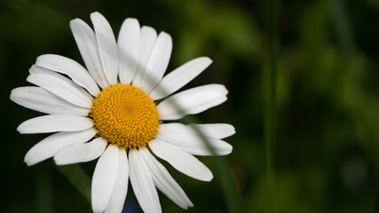 Fototapeta premium daisy in the grass