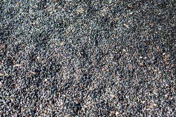 Sunflower seeds are harvested and ready for further processing