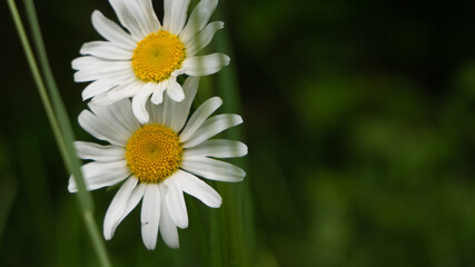 daisy in the grass