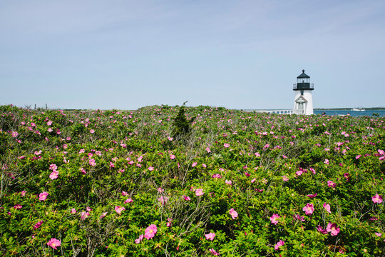 Rosa Rugosa Brant Point Lighthouse Nantucket Island, Massachusetts