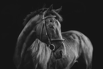 Pferdeportrait vor dunklem Hintergrund © Nadine Haase