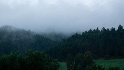 fog in the forest