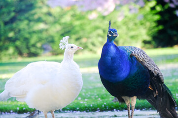Fototapeta premium Closeup pure white and blue peacock in the park, couple of peacocks, romantic in love concept
