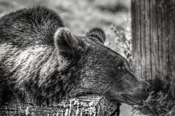Black and White photo of a resting bear.