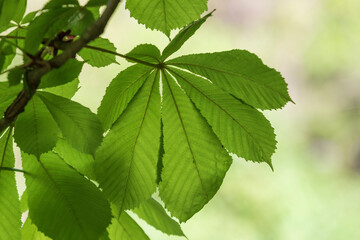 Fototapeta na wymiar Green leaves and white flower of a chestnut tree.