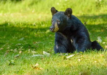American black bear sits in a shady spot in a green field