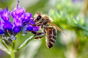 Honey bee collects nectar and pollinates the blossom