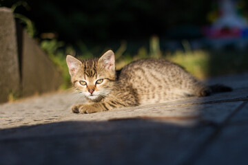 Fototapeta premium Cute cat portrait, czech republic