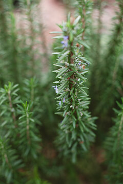close up of homegrown rosemary plant