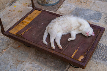 The cat sleeps in the square in Dubrovnik