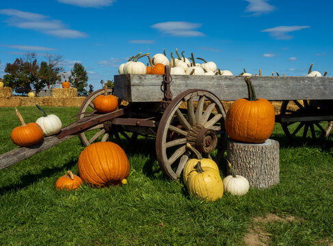 Assorted pumpkins on a wagon