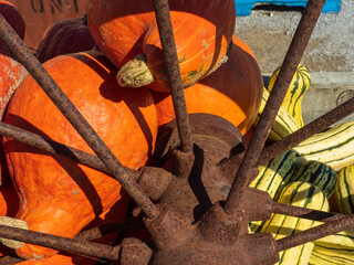 Assorted gourds in a wagon