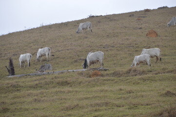 Fototapeta premium herd of sheep