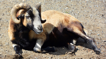 Rams are male bighorn sheep, animals that live in the mountains and often settle arguments with...