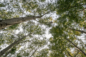 Fototapeta premium The ambience of the forest of warm trees in the summer by the river Danube 
