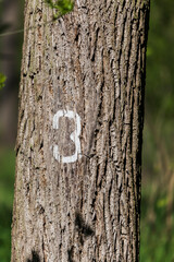 The trunk of a growing tree on which the number 3 is written.