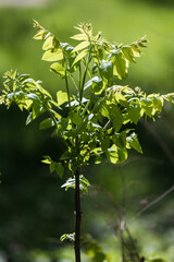 Young sprout of a green chestnut tree.