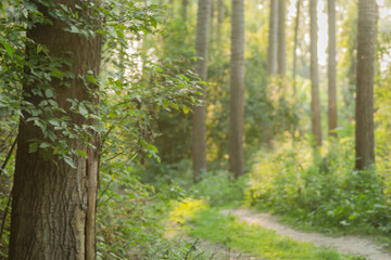 Fototapeta premium The ambience of the forest of warm trees in the summer by the river Danube 