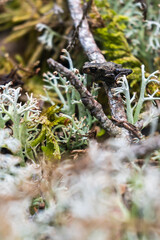 young frog among moss