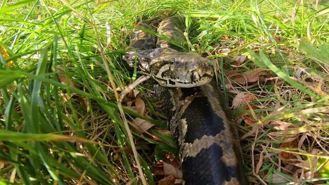 A very large boa constrictor in the grass clicks his tongue, carefully watching prepared for the hunt. Close-up of the boa's head. Python in the grass