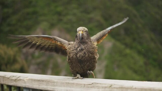 Wild Kea Parrot Close-up Flaps Wings, Bird in Big Valley. Arthurs Pass, New Zealand