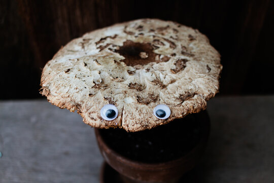 curious mushroom