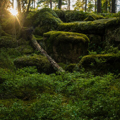 mossy forest at sunset