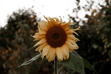 Beautiful photo of sunflower on a beautiful background.
