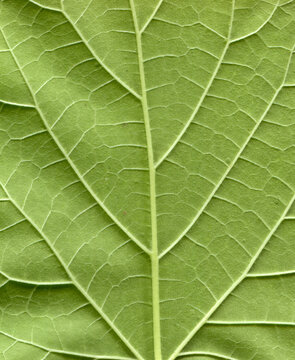 Textured background of Leaf surface