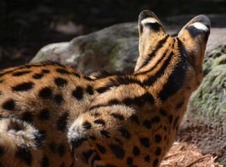 The serval is a wild cat native to Africa. It is rare in North Africa and the Sahel, but widespread...