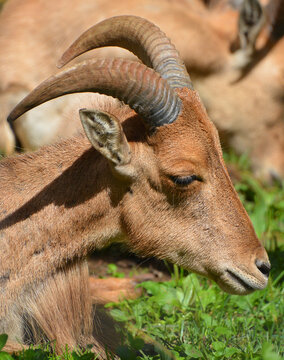 The Barbary sheep (Ammotragus lervia) arrui or aoudad is a species of caprid native to rocky mountains in North Africa.