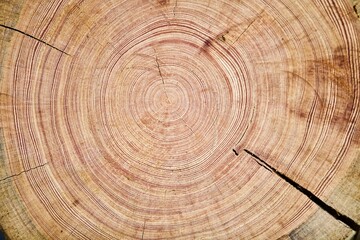 Naklejka premium Tree rings texture close up. Saw cut of an arctic pine trunk close-up. Tree rings on an arctic pine split. Tree rings of pine close-up. Fragment of Pine log walls. Walls of wooden log house close up.