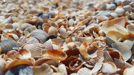 close up seashells on the beach