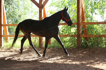 Young purebred  black colored saddle horse canter on cord