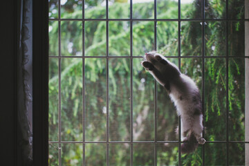 Cat hunting insect climbing on window's mosquito net