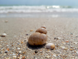 shell on the beach