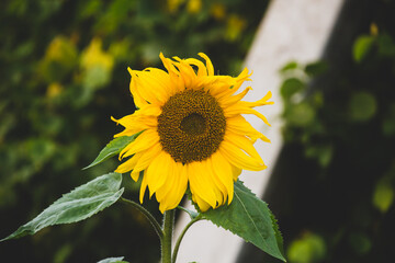 Beautiful photo of sunflower on a beautiful background.