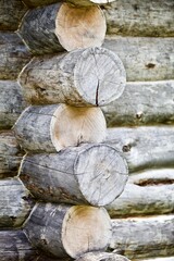 The Frame of the wooden log house close up. Log cabin walls made from an arctic pine. The walls of the log house made from Kelo. Saw cut of an arctic pine trunk close-up. Tree rings texture close up.