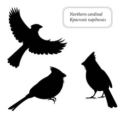 Flying, sitting and jumping Northern cardinal bird silhouettes