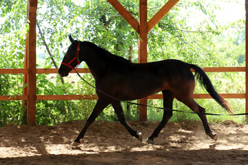 Young purebred  black colored saddle horse canter on cord