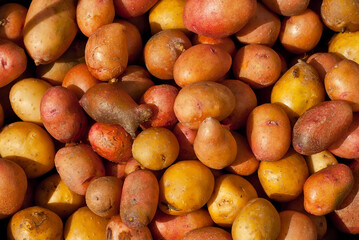 Lots of potatoes close up. Texture of new potatoes. Yellow and red potatoes in a heap.