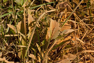 Green grass is contaminated with brown dust. The concept of environmental pollution and industrial waste. Radioactive sediments on the grass.