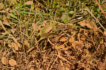 Green grass is contaminated with brown dust. The concept of environmental pollution and industrial waste. Radioactive sediments on the grass.