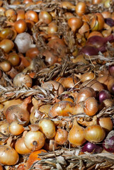 Many onions weave together. Yellow onions close up on a pile.