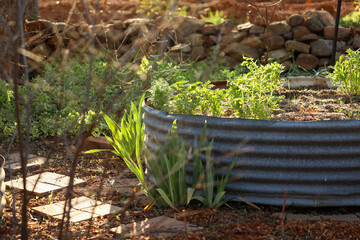 Cottage vegetable garden scene with plants growing in old corrugated iron water tanks 