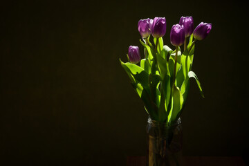 Naklejka na ściany i meble Bouquet of fresh purplish tulips in glass jar, flowers beautifully illuminated by the sunlight, blurred dark background, still life, copy space