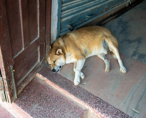 An old sick dog sleeps at the front door of the house.
