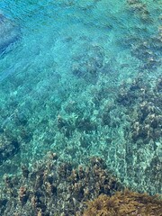 coral reef in the blue sea. crystal clear turquoise water. aquqamarine watercolor.