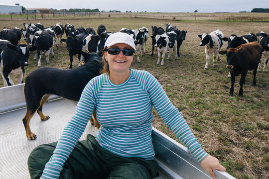 Farmer on trayback truck on farm with dairy herd
