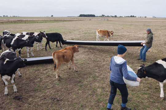 Farmer feeding dairy herd grain